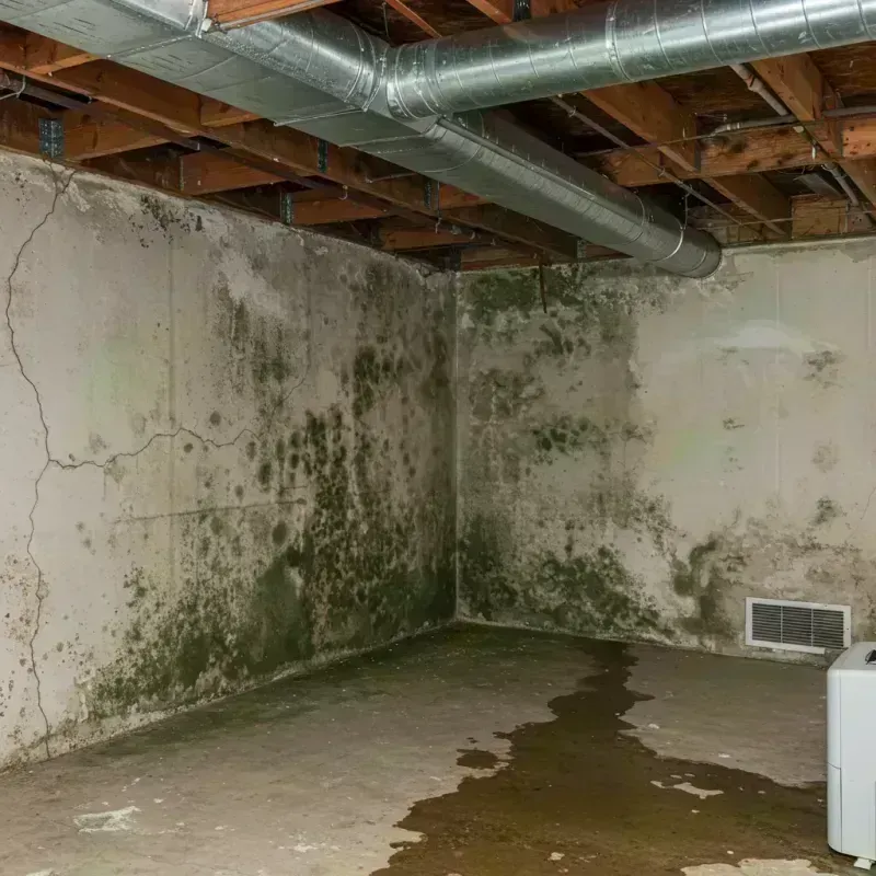 Professional Mold Removal in Jamestown West, NY